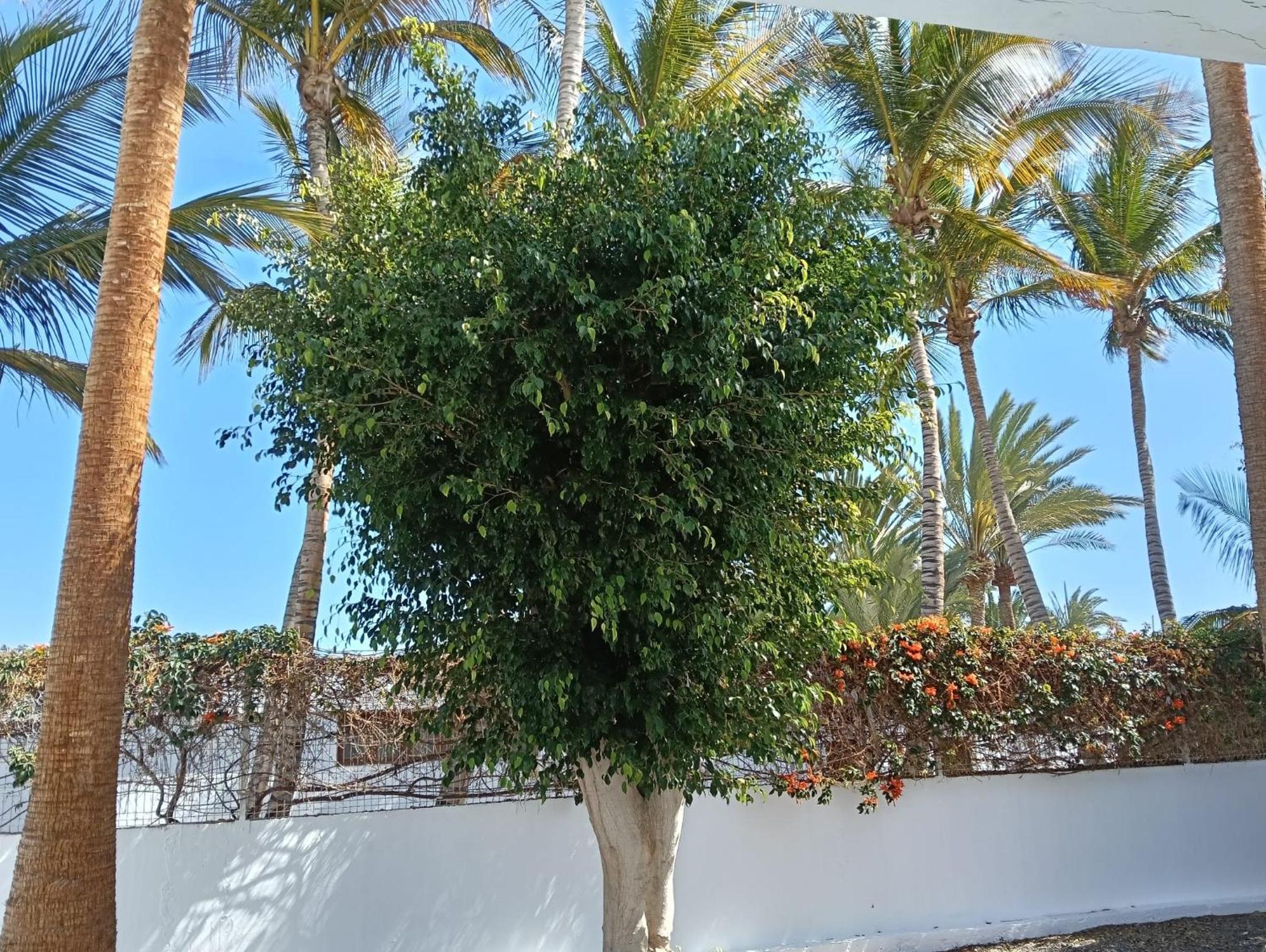 Appartamento Las Palmas Tarajalejo Esterno foto